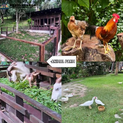 Animal Farm - Misty Mountain